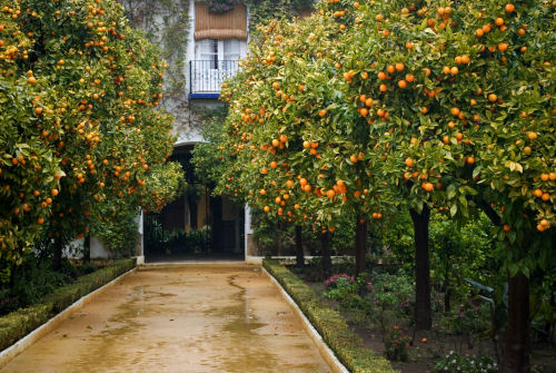 cosa vedere a siviglia