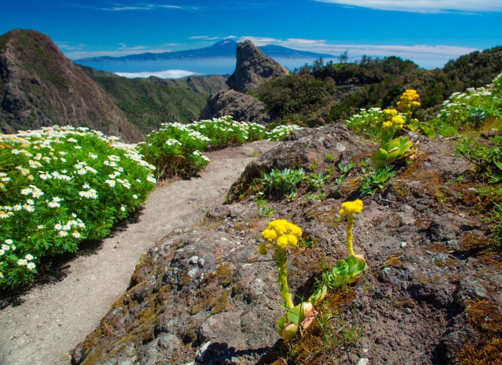 canarie