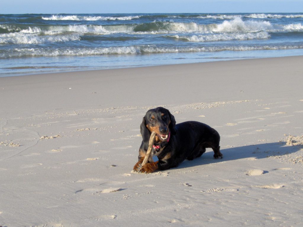 al mare con il cane