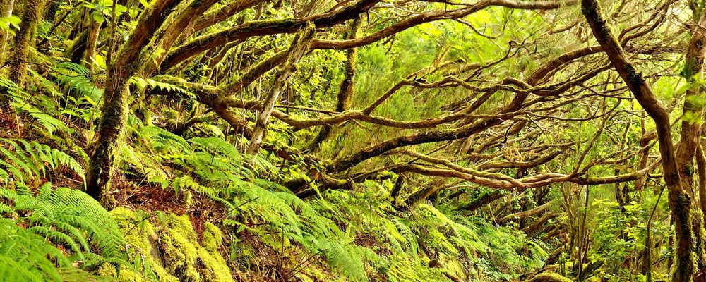 Tenerife: solidarietà' e cura dell'ambiente