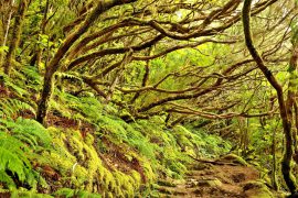 Tenerife: solidarietà' e cura dell'ambiente