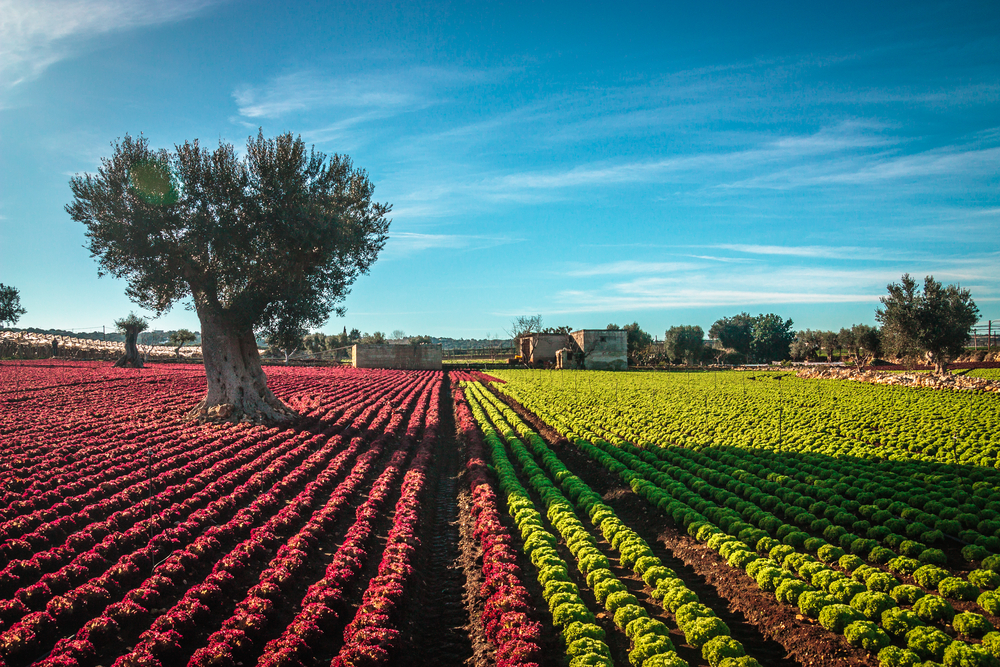 puglia e spagna